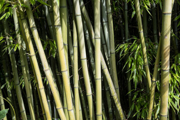 Fototapeta premium Bamboo stems