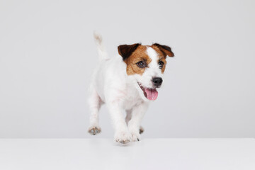 Portrait happy puppy of Jack Russell Terrier on gray background. Free space for text. Wide angle horizontal wallpaper or web banner. 