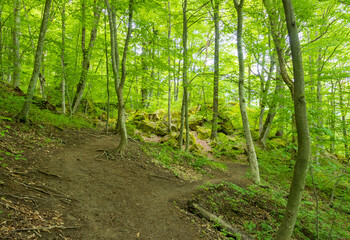 nature park ,spring mood, a walk through the forest on a sunny day