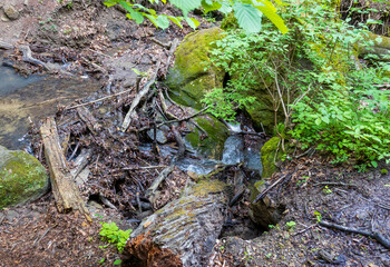 nature park ,spring mood, a walk through the forest on a sunny day