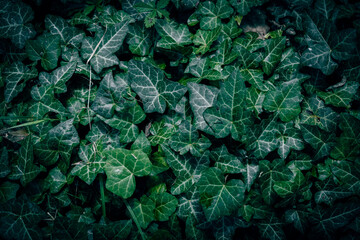 A close up of common green ivy texture