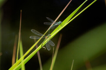 A pair of Common Emerald Damselflies Lestes sponsa