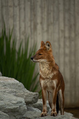 Ussuri dhole (Cuon alpinus alpinus), also known as the Indian wild dog.