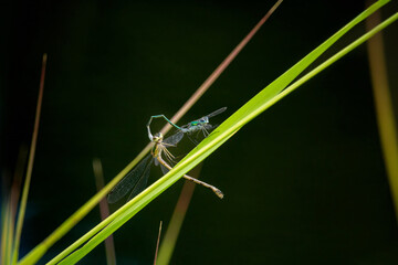 A pair of Common Emerald Damselflies Lestes sponsa