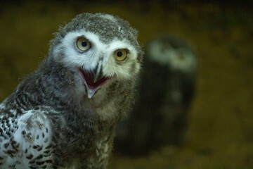 Surprised juvenile snowy owl with open mouth. Polar or white owl chick (Bubo scandiacus)
