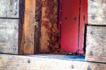 Honey bee is flying in front of bee hive. Detail macro of useful insect.