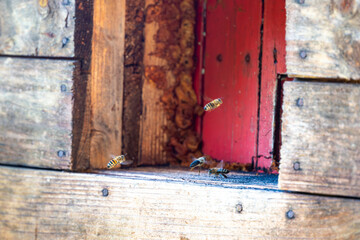 Honey bee is flying in front of bee hive. Detail macro of useful insect.
