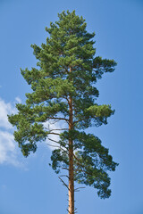 The crown of a tall pine tree against the blue sky.