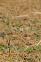 corn bunting is perching on the twig in the field