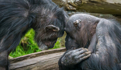 Obraz premium Chimpanzee Couple