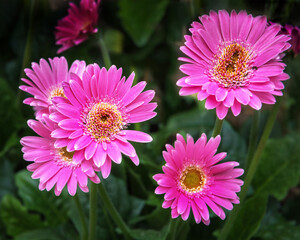Obraz premium Gerbera jamesonii, Barberton daisy, the Transvaal daisy is a perennial herb