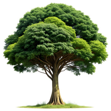 large bothi tree on white background
