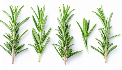 Fototapeta premium Green rosemary branches isolated on white background. Top view. Close-up.