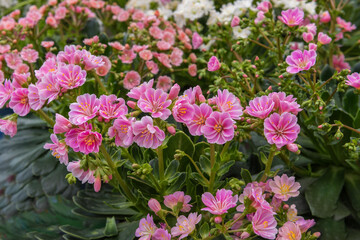 Lewisia cotyledon, Siskiyou lewisia and cliff maids. Landscape design concept