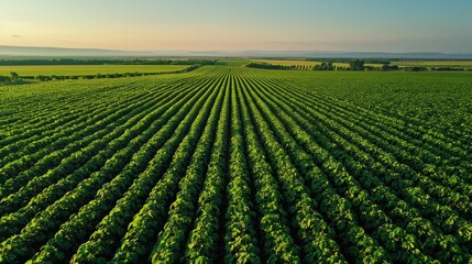 Aerial view of a huge, lush bean field with a clear blue sky in the background.