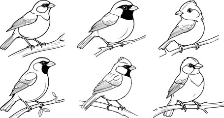 Towhee Bird hand drawing coloring page and outline vector design