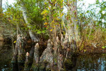 Forest of Swamp Cypresses with epiphytic Tillandsia plants, aerial roots of cypresses sticking out of water in swamp, Okefenokee Swamp, Georgia, USA