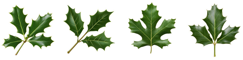 Fototapeta premium Collection of green leaves with various shapes, perfect for nature-themed designs and backgrounds. transparent background
