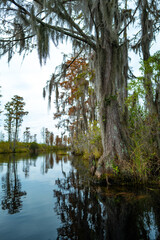 Obraz premium A flooded cypress forest with epiphytic Tillandsia plants on cypress branches, Okefenokee Swamp, Georgia