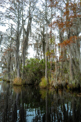 Obraz premium A flooded cypress forest with epiphytic Tillandsia plants on cypress branches, Okefenokee Swamp, Georgia