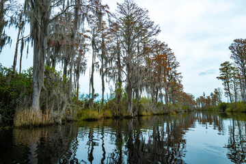 View image of swamp cypress trees reflecting in the calm water in the swamp, Okefenokee Swamp, Georgia, USA