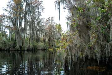 View image of swamp cypress trees reflecting in the calm water in the swamp, Okefenokee Swamp, Georgia, USA