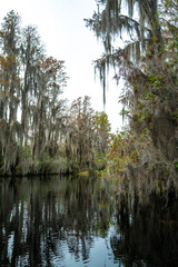 Obraz premium A flooded cypress forest with epiphytic Tillandsia plants on cypress branches, Okefenokee Swamp, Georgia, USA