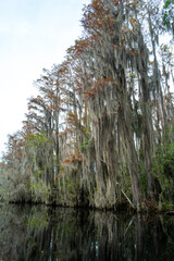 Obraz premium A flooded cypress forest with epiphytic Tillandsia plants on cypress branches, Okefenokee Swamp, Georgia, USA