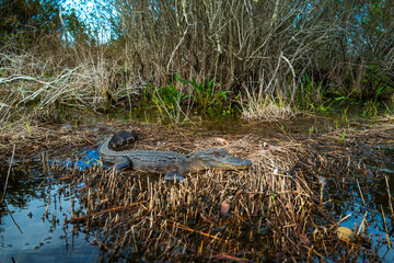 An alligator resting in serene waters surrounded by lush vegetation under sunny skies, Okefenokee...