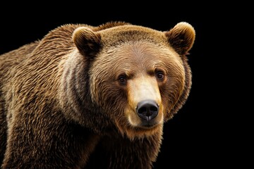Fototapeta premium Photo of a bear isolated against a black background, emphasising the bear's majestic features. Wildlife and conservation concept, space for copy.