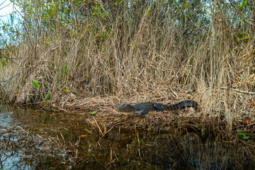 An alligator resting in serene waters surrounded by lush vegetation under sunny skies, Okefenokee Swamp, Georgia, USA