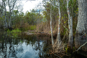 An alligator resting in serene waters surrounded by lush vegetation under sunny skies, Okefenokee Swamp, Georgia, USA