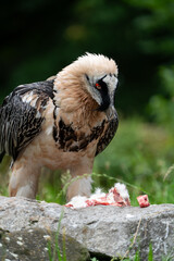bearded vulture close up while eating