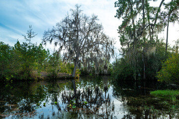 View image of swamp cypress trees reflecting in the calm water in the swamp. Serene atmosphere without people, Okefenokee Swamp, Georgia, USA