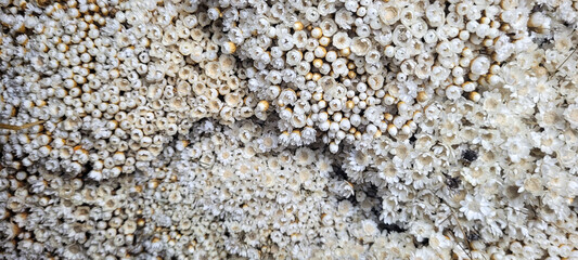 bouquet of white flowers in arrangement