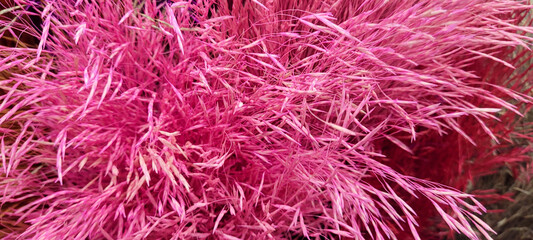 dried colorful flowers together in a bouquet