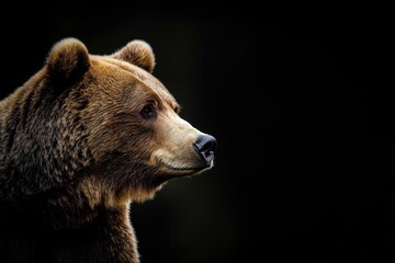 Obraz premium Photo of a bear isolated against a black background, emphasising the bear's majestic features. Wildlife and conservation concept, space for copy.