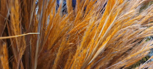 dried colorful flowers together in a bouquet