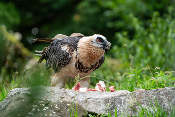 bearded vulture