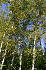 Fototapeta premium Birch trees set against a clear sky, their slender trunks and lush leaves creating a striking contra