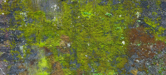 dry wood with green fungus and moisture