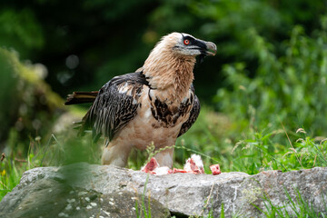 bearded vulture