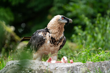 bearded vulture