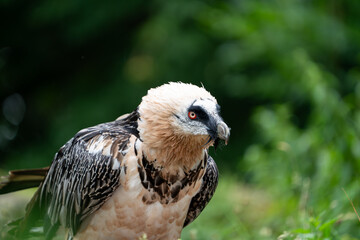 bearded vulture