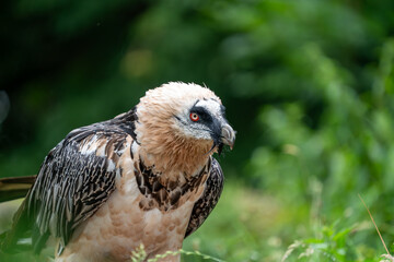 bearded vulture