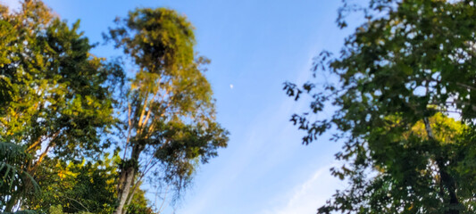trees seen from bottom to top