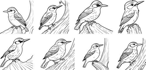 Treecreeper Bird hand drawing coloring page and outline vector design
