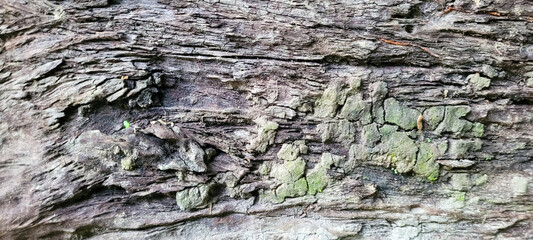 dark rustic wood with veins
