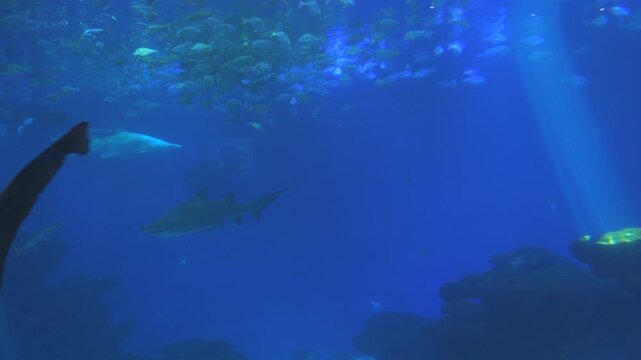 A large predatory shark in a clean large aquarium. Underwater world