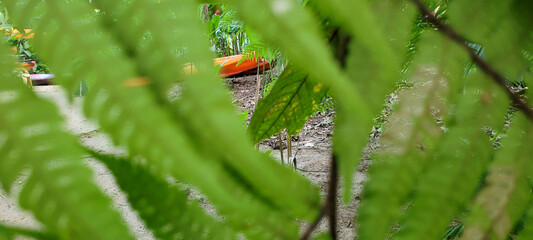 green fern leaves in nature with kayak in background